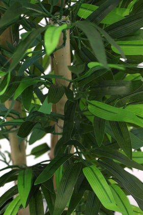 3 Gövdeli Yapay Bambu Ağacı (Beyaz Melamin Saksıda) - Thumbnail