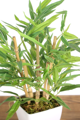 6 Gövdeli Mini Yapay Bambu Ağacı (Beyaz Melamin Saksıda) - Thumbnail