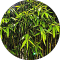 Yapay Bambu