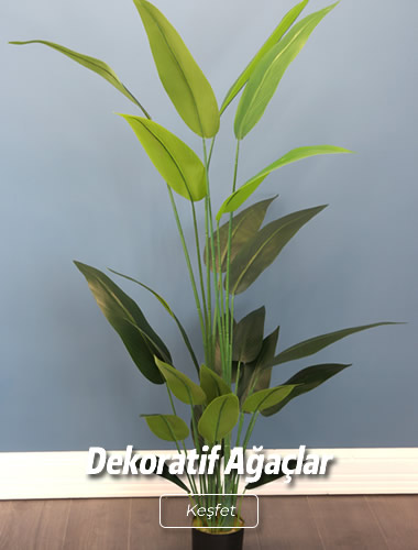 Dekoratif Ağaçlar