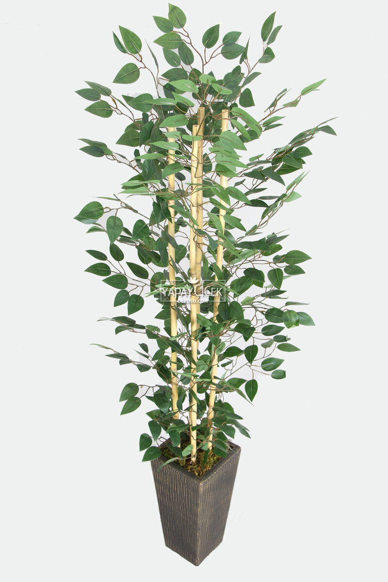 Yapay Benjamin Ağacı 155 Cm 4lü Bambu Gövdeli Yeşil (ahşap Siyah Gold-saksı)