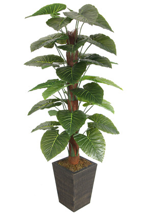 Yapay Çiçek Deposu - 36 Yapraklı Yapay Alocasia Fil Kulağı Ağacı 190 cm (Ahşap Siyah Gold-Saksıda)