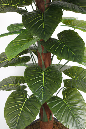 36 Yapraklı Yapay Alocasia Fil Kulağı Ağacı 190 cm (Ahşap Siyah Gold-Saksıda) - Thumbnail