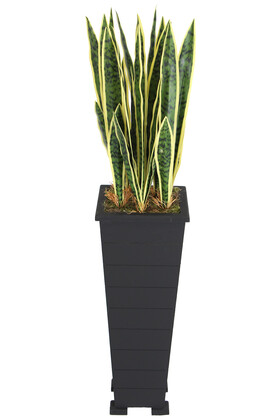 Ahşap Saksıda Yapay Paşa Kılıcı Sansevieria Ağacı 125 cm - Thumbnail