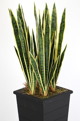 Ahşap Saksıda Yapay Paşa Kılıcı Sansevieria Ağacı 125 cm - Thumbnail