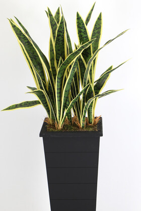 Ahşap Saksıda Yapay Paşa Kılıcı Sansevieria Ağacı 125 cm - Thumbnail