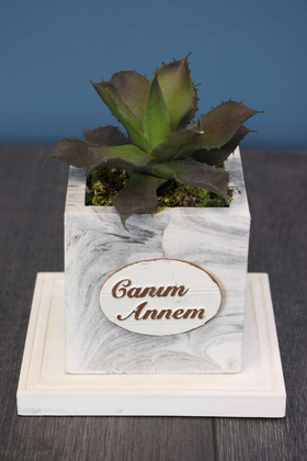 Canım Annem Beton Saksıda Succulent - Thumbnail