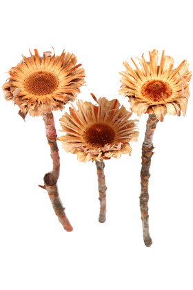 Yapay Çiçek Deposu - Doğal Kuru Çiçek Protea Pod 3 Adet (Kod 616)