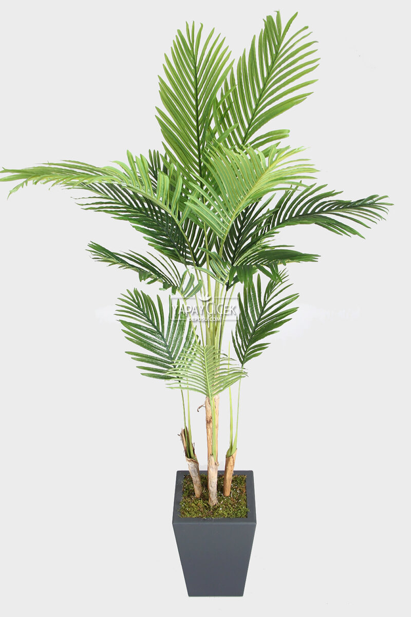 Antrasit Ahşap Saksıda Yapay 4 Gövdeli Areka Palmiye Ağacı 220 cm (13 Yapraklı)