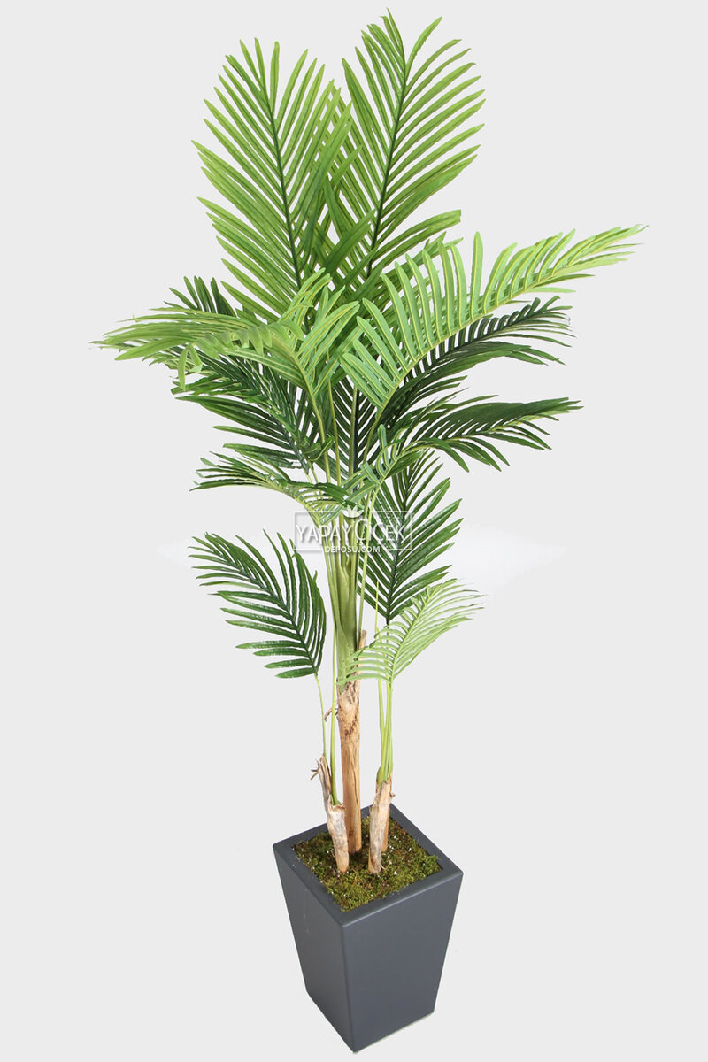 Antrasit Ahşap Saksıda Yapay 4 Gövdeli Areka Palmiye Ağacı 220 cm (13 Yapraklı)
