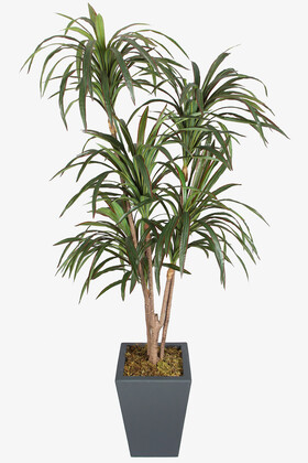 Yapay Çiçek Deposu - Antrasit Saksıda Yapay 5 Budaklı Dresena Reflexa Ağacı 190 cm