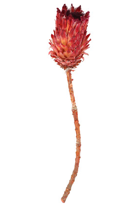 Yapay Çiçek Deposu - Doğal Kuru Çiçek Cynara Enginar Bitkisi (Kod 613)