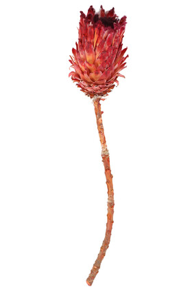 Doğal Kuru Çiçek Cynara Enginar Bitkisi (Kod 613) - 1