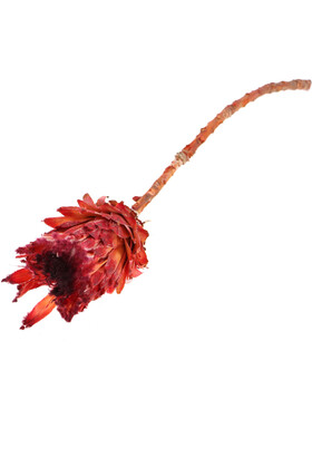 Doğal Kuru Çiçek Cynara Enginar Bitkisi (Kod 613) - 2
