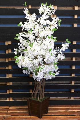 Bahar Yasemin Ağacı 3 Gövdeli 140 cm Beyaz - Thumbnail