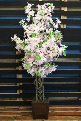 Bahar Yasemin Ağacı 3 Gövdeli 140 cm Pudra Pembe - Thumbnail