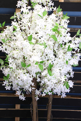 Bahar Yasemin Ağacı 3 Gövdeli 150 cm Beyaz - Thumbnail
