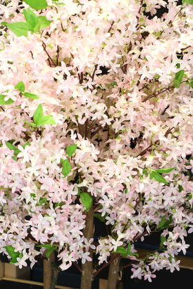 Bahar Yasemin Ağacı 3 Gövdeli 150 cm Pudra Pembe - Thumbnail