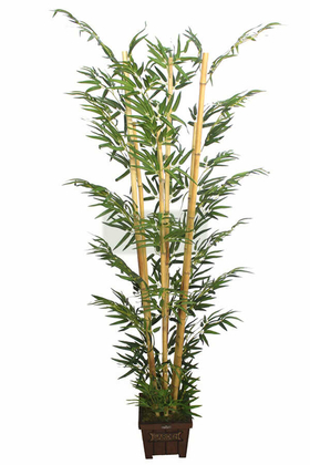 Bambu Ağacı 6 Gövde 180 cm(1.Sınıf Yaprak) Model1 - Thumbnail