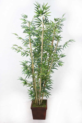 Bambu Ağacı 8 Gövde 180 cm(1.Sınıf Yaprak) - Thumbnail
