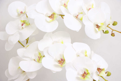 Beton Geometrik Saksıda 2li Yapay Islak Orkide Beyaz - Thumbnail