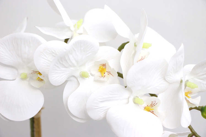 Beton Geometrik Saksıda Tekli Yapay Islak Orkide Beyaz - Thumbnail