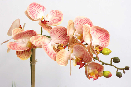 Beton Geometrik Saksıda Tekli Yapay Islak Orkide Kavuniçi - Thumbnail