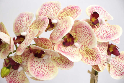 Beton Geometrik Saksıda Tekli Yapay Islak Orkide Krem-Fuşya Benekli - Thumbnail