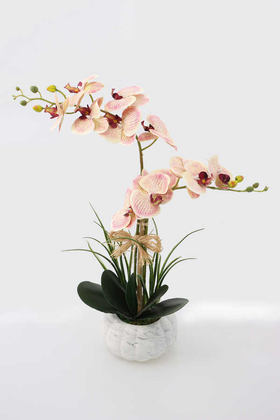 Beton Kabak Saksıda 2li Islak Orkide Tanzimi Kavuniçi - Thumbnail