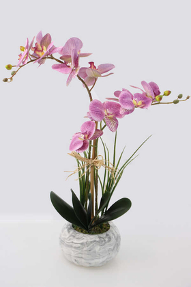 Beton Kabak Saksıda 2li Islak Orkide Tanzimi Mor Benekli - Thumbnail