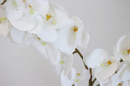 Beton Oval Saksıda 2li Islak Orkide Tanzimi Beyaz - Thumbnail
