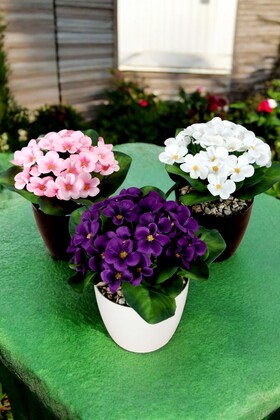 Yapay Çiçek Dekoratif 3lü Menekşe Set - 4