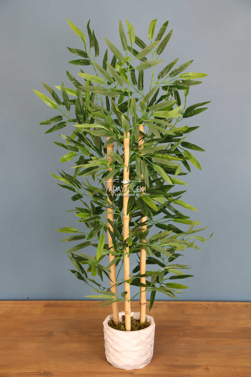 Beton Saksıda Bambu Ağacı 100 cm 3 Gövdeli
