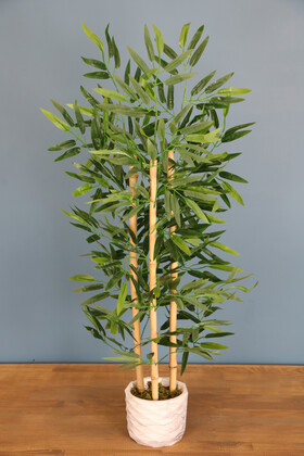 Beton Saksıda Bambu Ağacı 100 cm 3 Gövdeli - Thumbnail