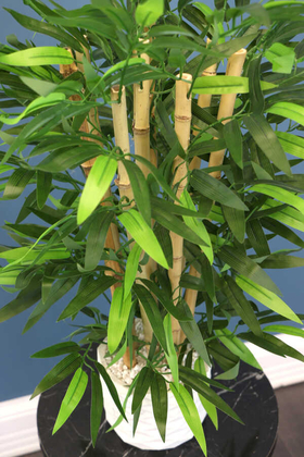 Beton Saksıda Bambu Ağacı Yoğun Yapraklı - Thumbnail