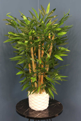 Beton Saksıda Bambu Ağacı Yoğun Yapraklı - Thumbnail