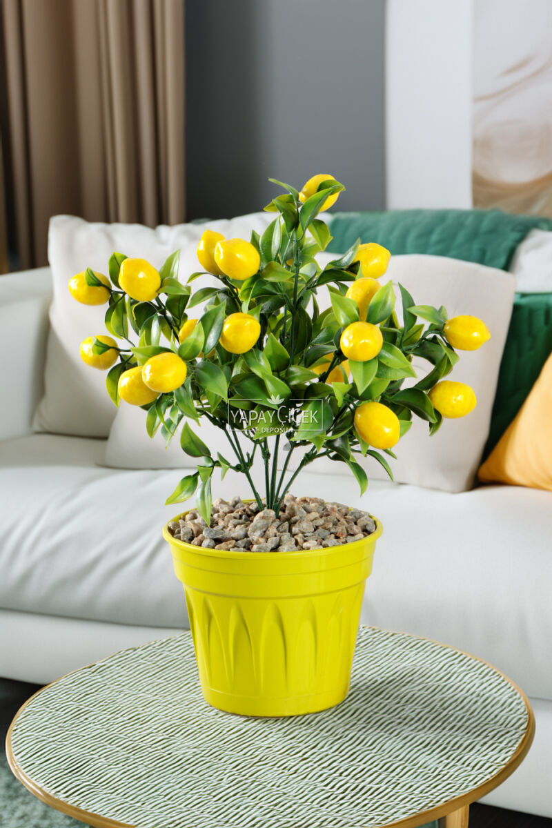 Saksıda Mini Limon Ağacı 30 Cm