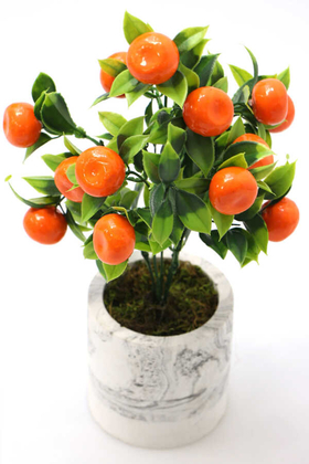 Beton Saksıda Mini Mandalina Ağacı 32 cm - 2