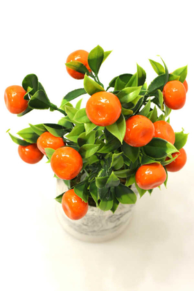 Beton Saksıda Mini Mandalina Ağacı 32 cm - 3
