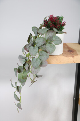 Beton Saksıda Sarkan Okaliptus Bitkisi 50 cm Yeşil-Mor - Thumbnail