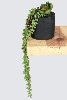 Siyah Beton Saksıda Sarkan Tesbih Çiçeği 50 cm Yeşil - Thumbnail