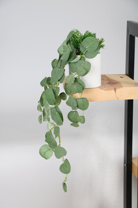 Beton Saksıda Sarkan Okaliptus Bitkisi 50 cm Yeşil - Thumbnail