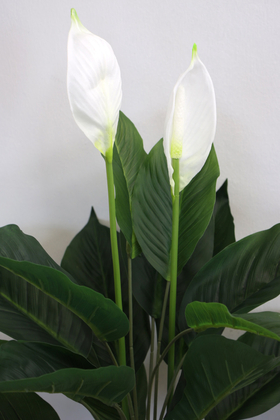 Beton Saksıda Yapay Spatifilyum (Barış Çiçeği) 75 cm - Thumbnail