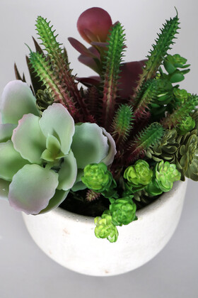 Beton Saksida Yapay Succulent Bahçesi Orman Model - 4