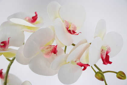 Metal Beyaz-Gümüş Saksıda Lüx 4lü Orkide Beyaz-Pembe - Thumbnail