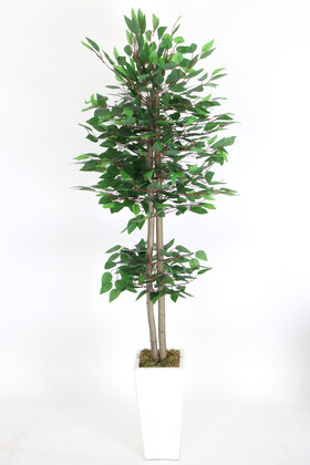 Yapay Benjamin Ağacı 155 cm Ağaç Gövdeli Yeşil (Ahşap Beyaz Saksı) - Thumbnail