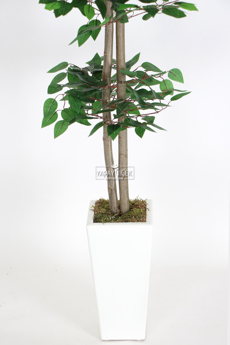 Yapay Benjamin Ağacı 155 cm Ağaç Gövdeli Yeşil (Ahşap Beyaz Saksı)
