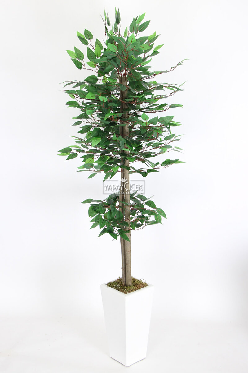 Yapay Benjamin Ağacı 155 cm Ağaç Gövdeli Yeşil (Ahşap Beyaz Saksı)