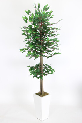 Yapay Çiçek Deposu - Yapay Benjamin Ağacı 155 cm Ağaç Gövdeli Yeşil (Ahşap Beyaz Saksı)