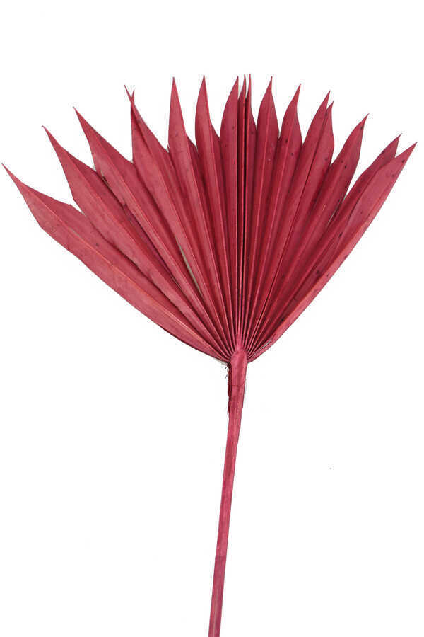 Kuru Tropic Palmiye Yaprağı 40 cm Bordo